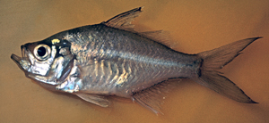 Ambassis macracanthus大棘雙邊魚